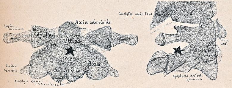 atlas-axis