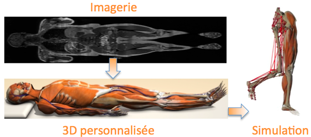 IRM 3D simulation